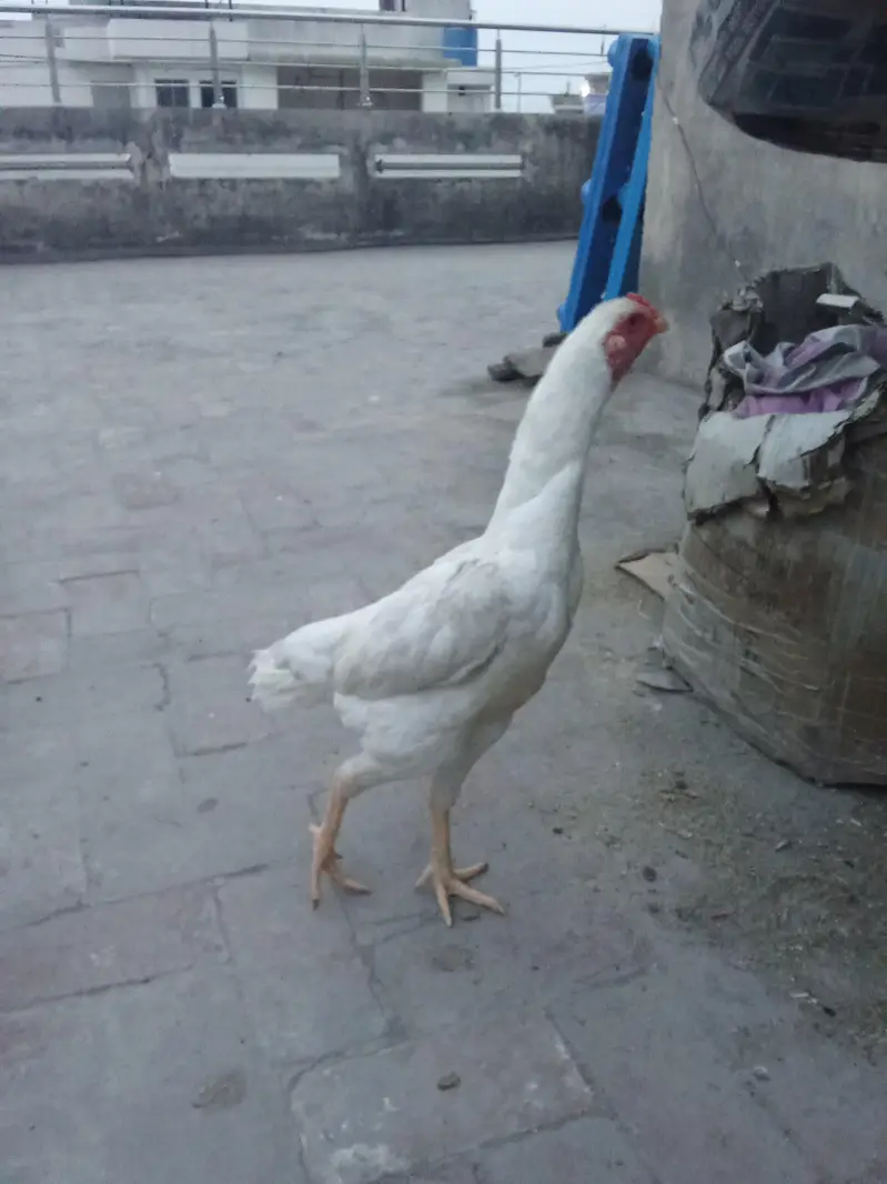 Japanese shamo | white oh German shamoo | Aseel shamo |hens — photo 3