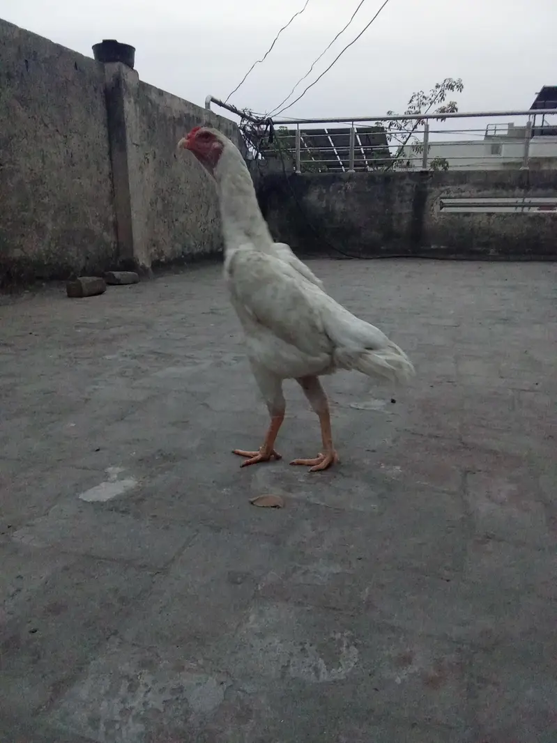 Japanese shamo | white oh German shamoo | Aseel shamo |hens — photo 4