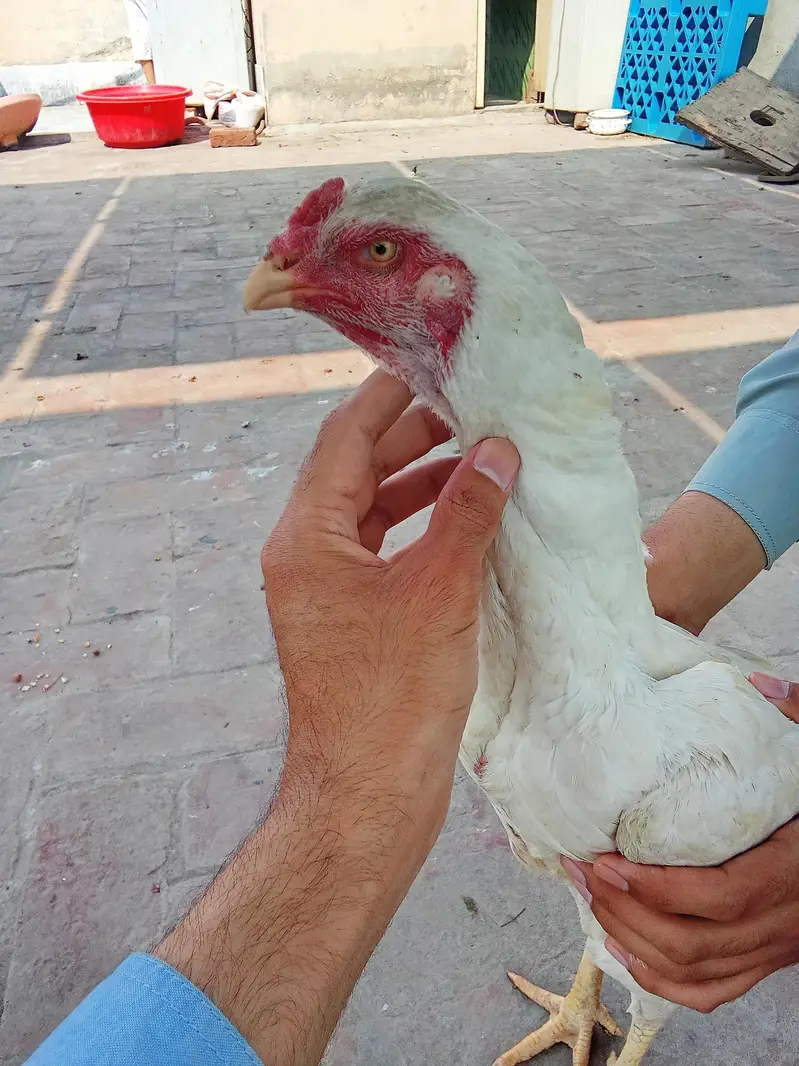 Japanese shamo | white oh German shamoo | Aseel shamo |hens — photo 5