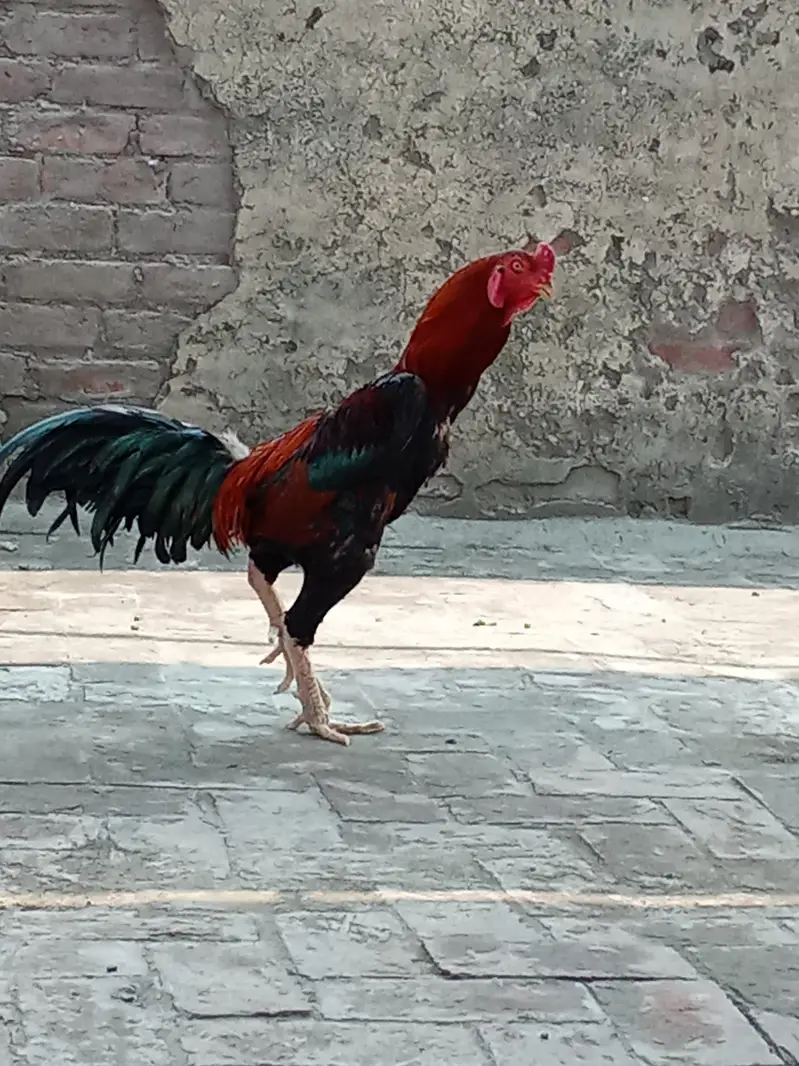 Japanese shamo | white oh German shamoo | Aseel shamo |hens — photo 6