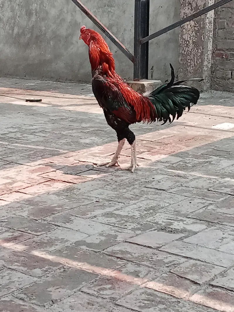 Japanese shamo | white oh German shamoo | Aseel shamo |hens — photo 7