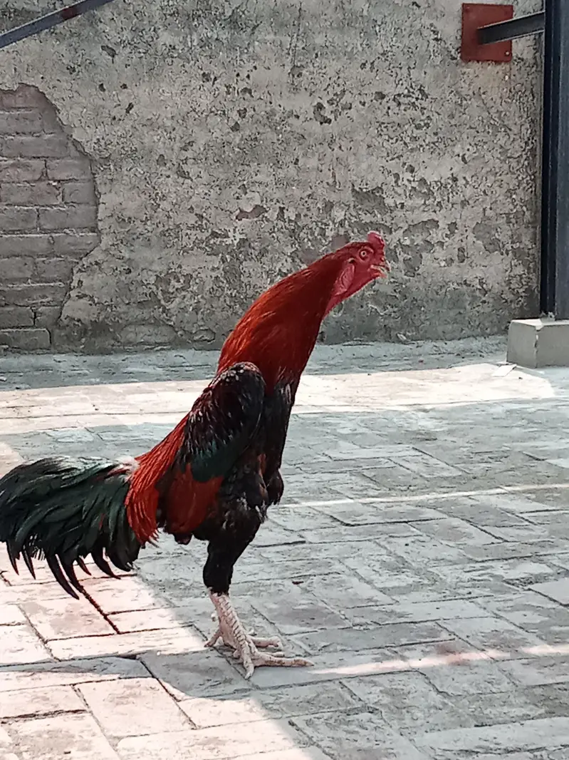 Japanese shamo | white oh German shamoo | Aseel shamo |hens — photo 8