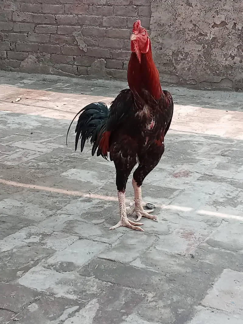 Japanese shamo | white oh German shamoo | Aseel shamo |hens — photo 10