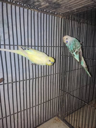 Australian breeding pair