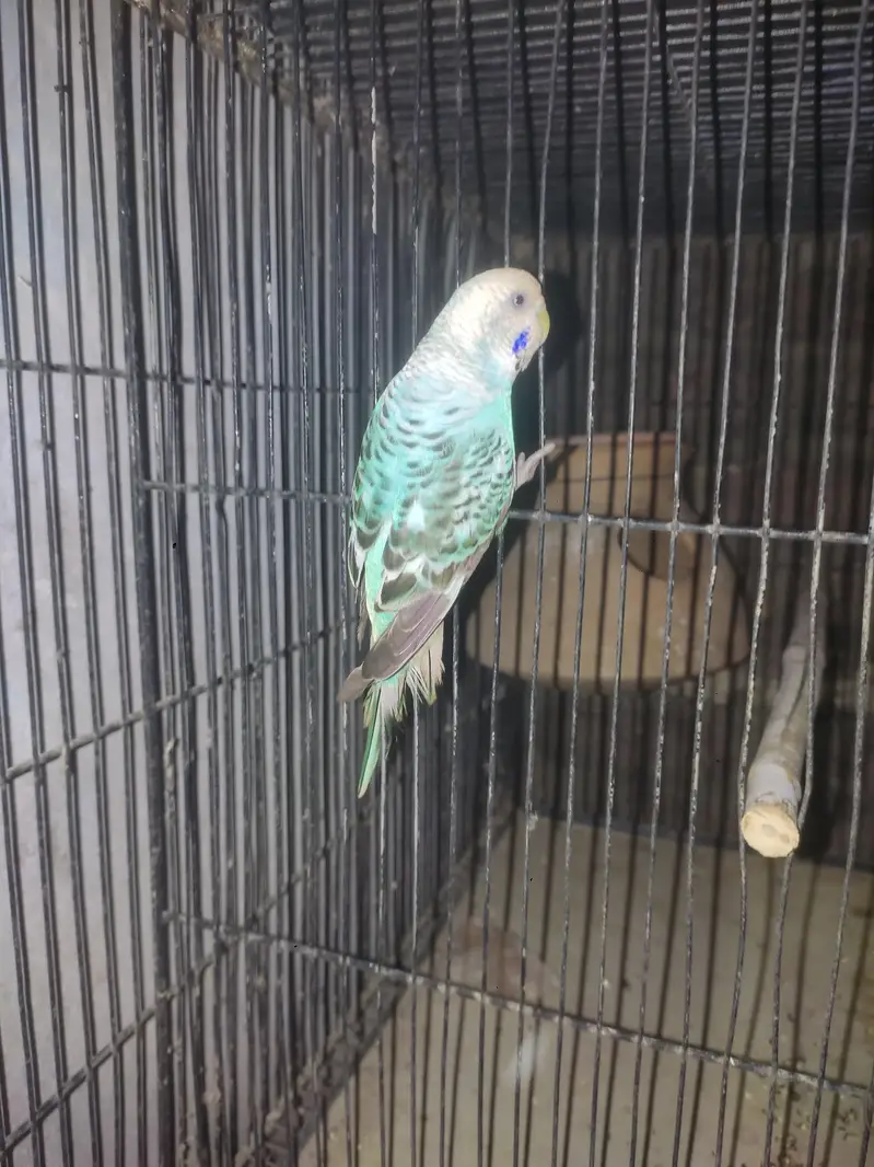Australian breeding pair — photo 2