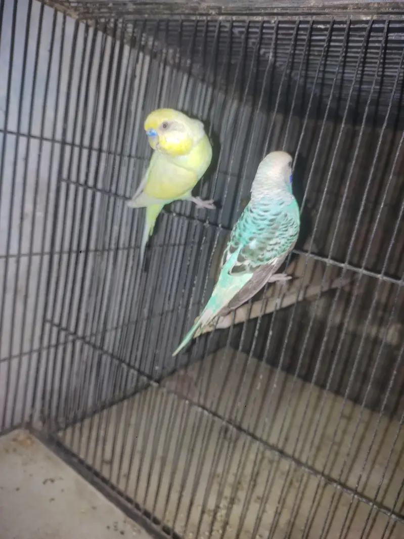 Australian breeding pair — photo 3