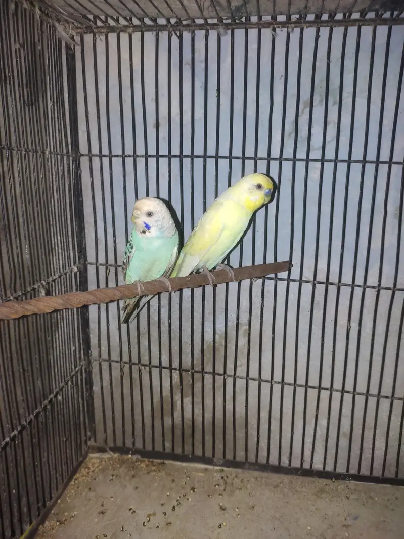 Australian breeding pair — photo 4