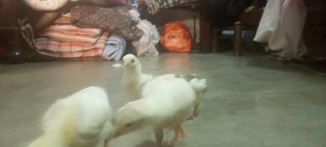 White Heera Chicks