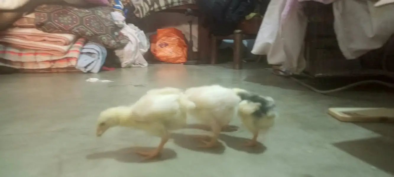 White Heera Chicks — photo 2