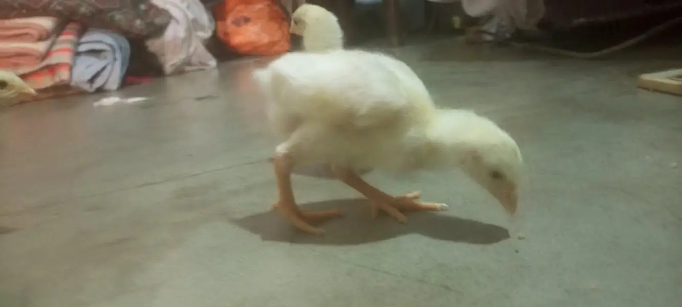 White Heera Chicks — photo 3