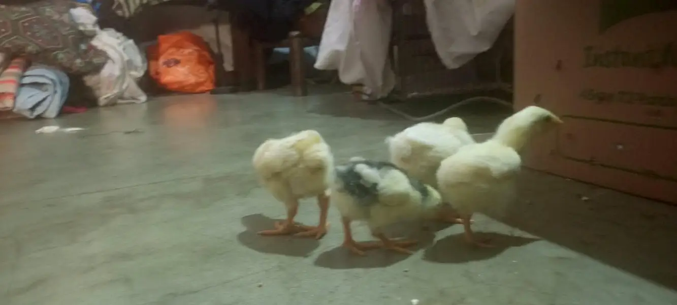White Heera Chicks — photo 4