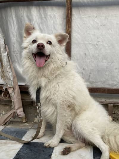 Russian dog