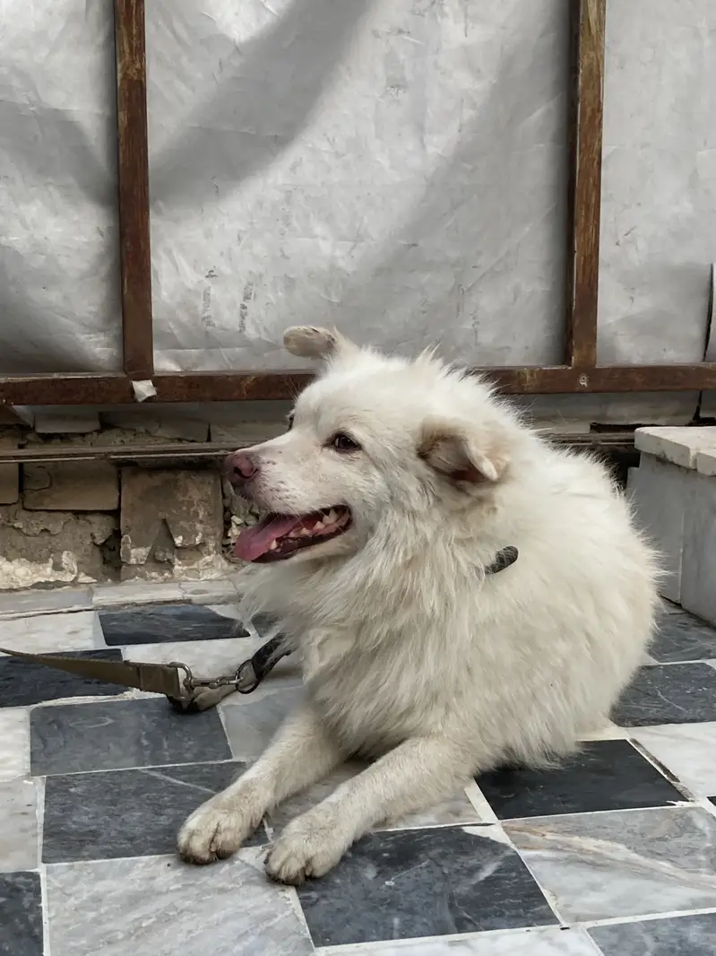 Russian dog — photo 2