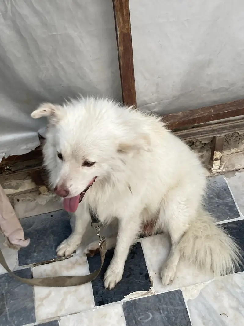 Russian dog — photo 3