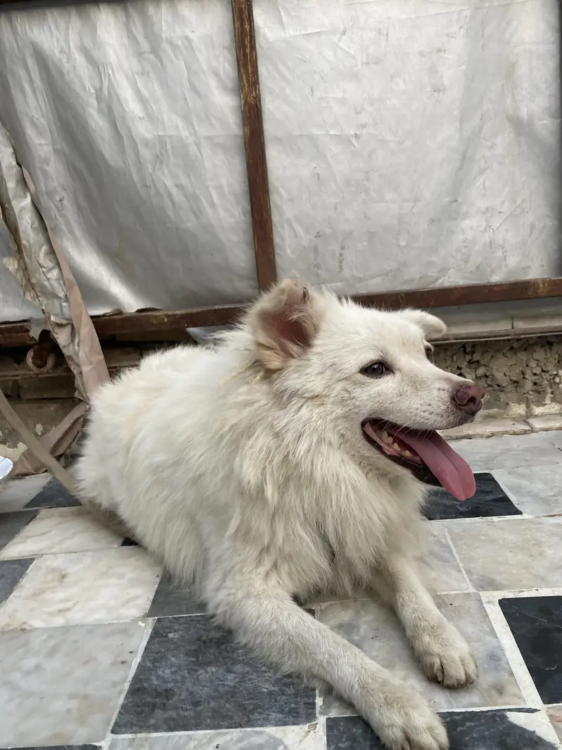 Russian dog — photo 4