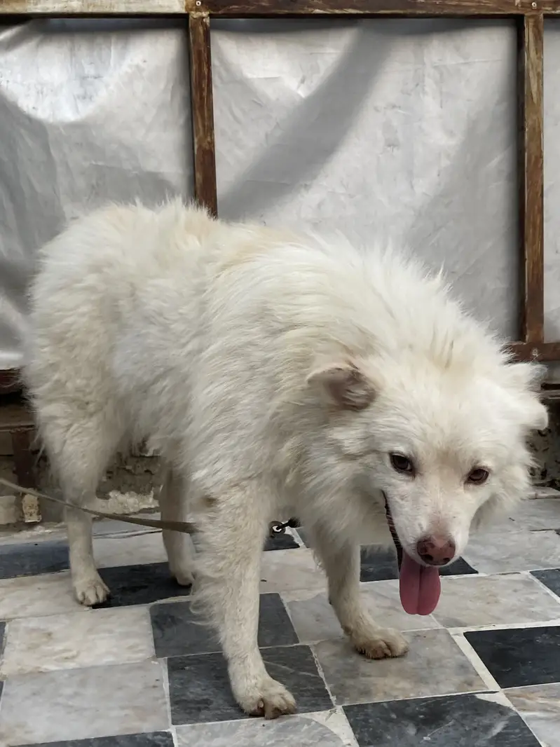 Russian dog — photo 5