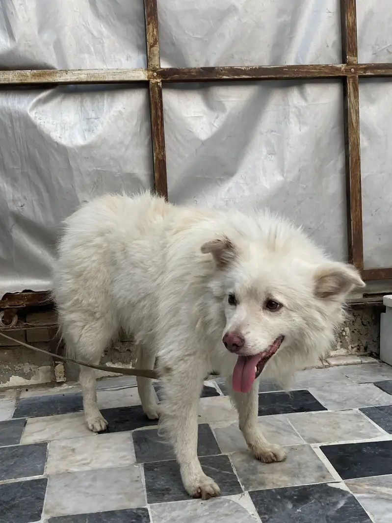 Russian dog — photo 6