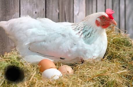 desi and aseel cross fertile eggs available for sale