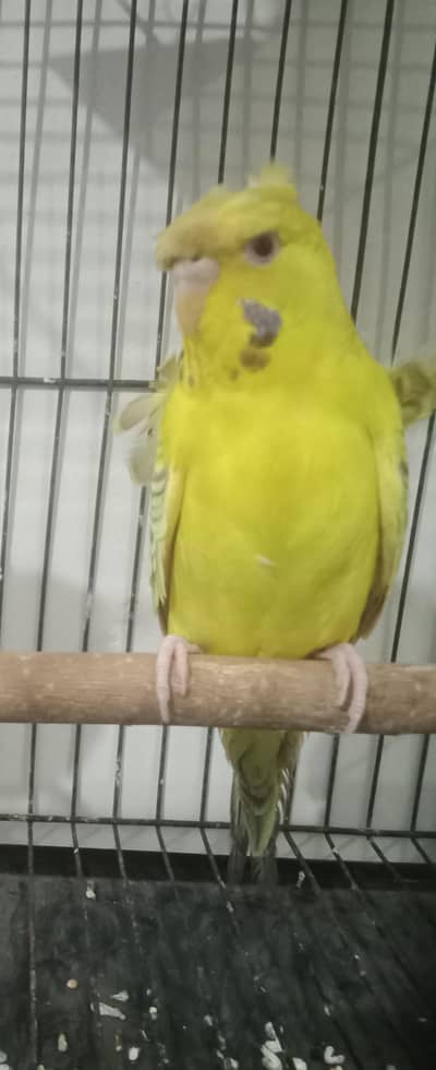 Hogoromo Required (Fellow hogoromo double flower 2 males)