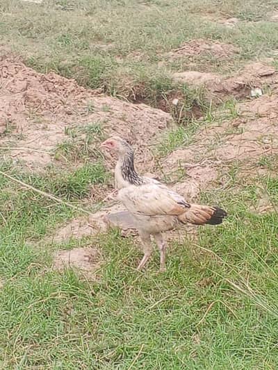 hens sale pure kurk hony wali dasi hens