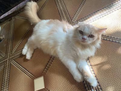 kittens for sale