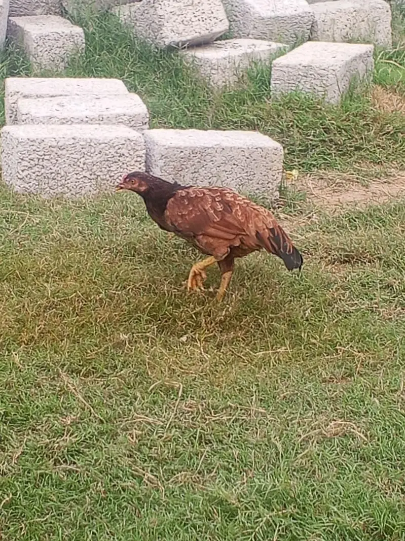 hens sale pure kurk hony wali dasi hens — photo 2