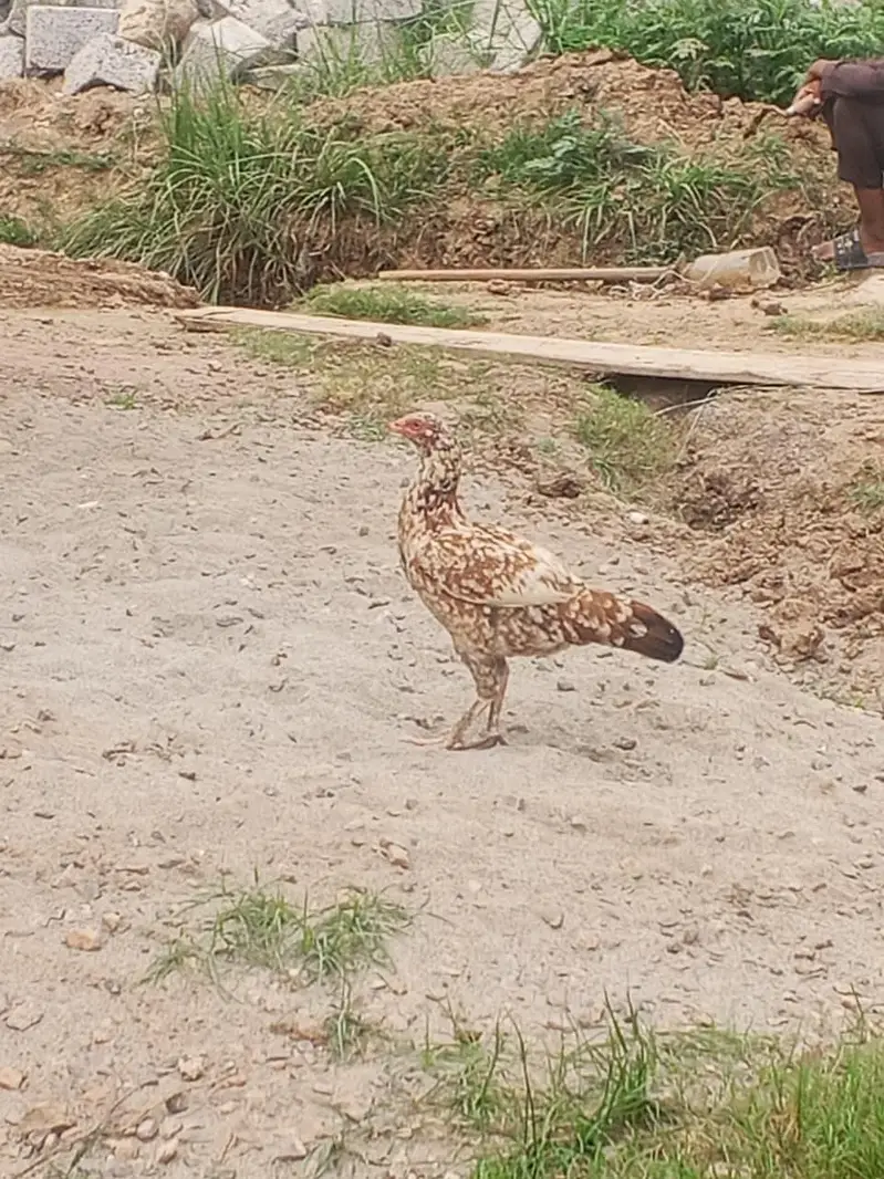 hens sale pure kurk hony wali dasi hens — photo 3