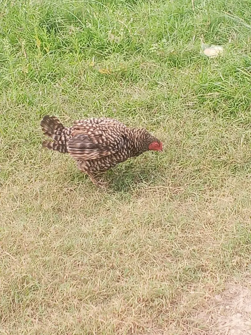 hens sale pure kurk hony wali dasi hens — photo 4