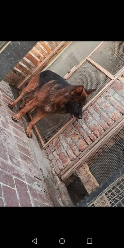 German shepherd male dark pigmentation