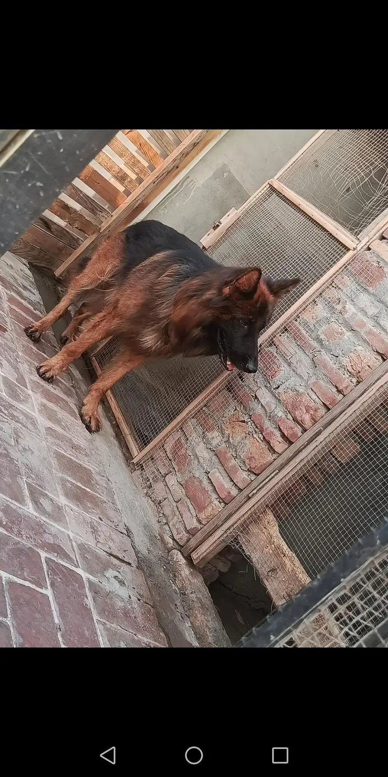German shepherd male dark pigmentation