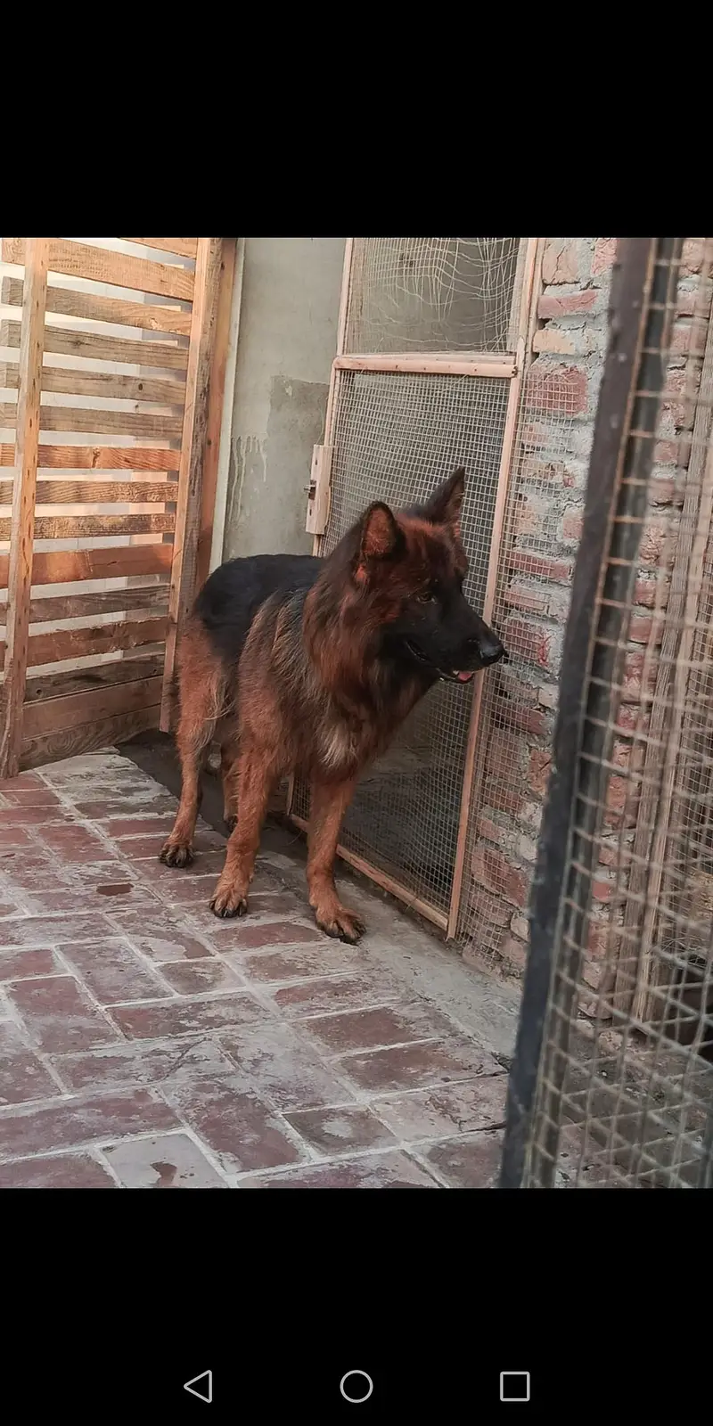 German shepherd male dark pigmentation — photo 2