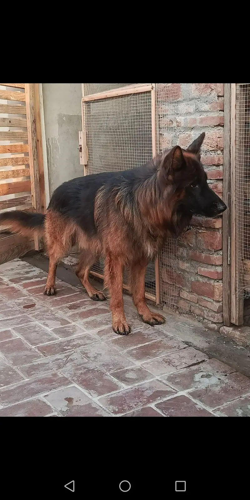 German shepherd male dark pigmentation — photo 3