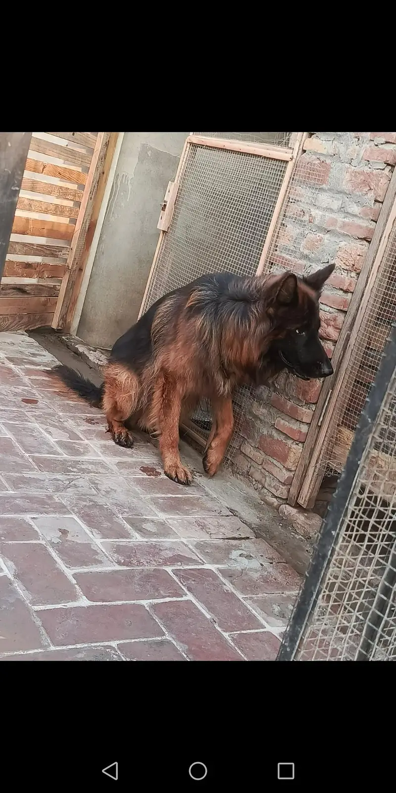 German shepherd male dark pigmentation — photo 4