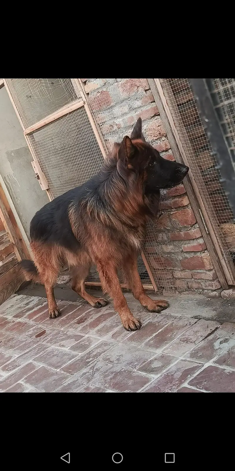 German shepherd male dark pigmentation — photo 5