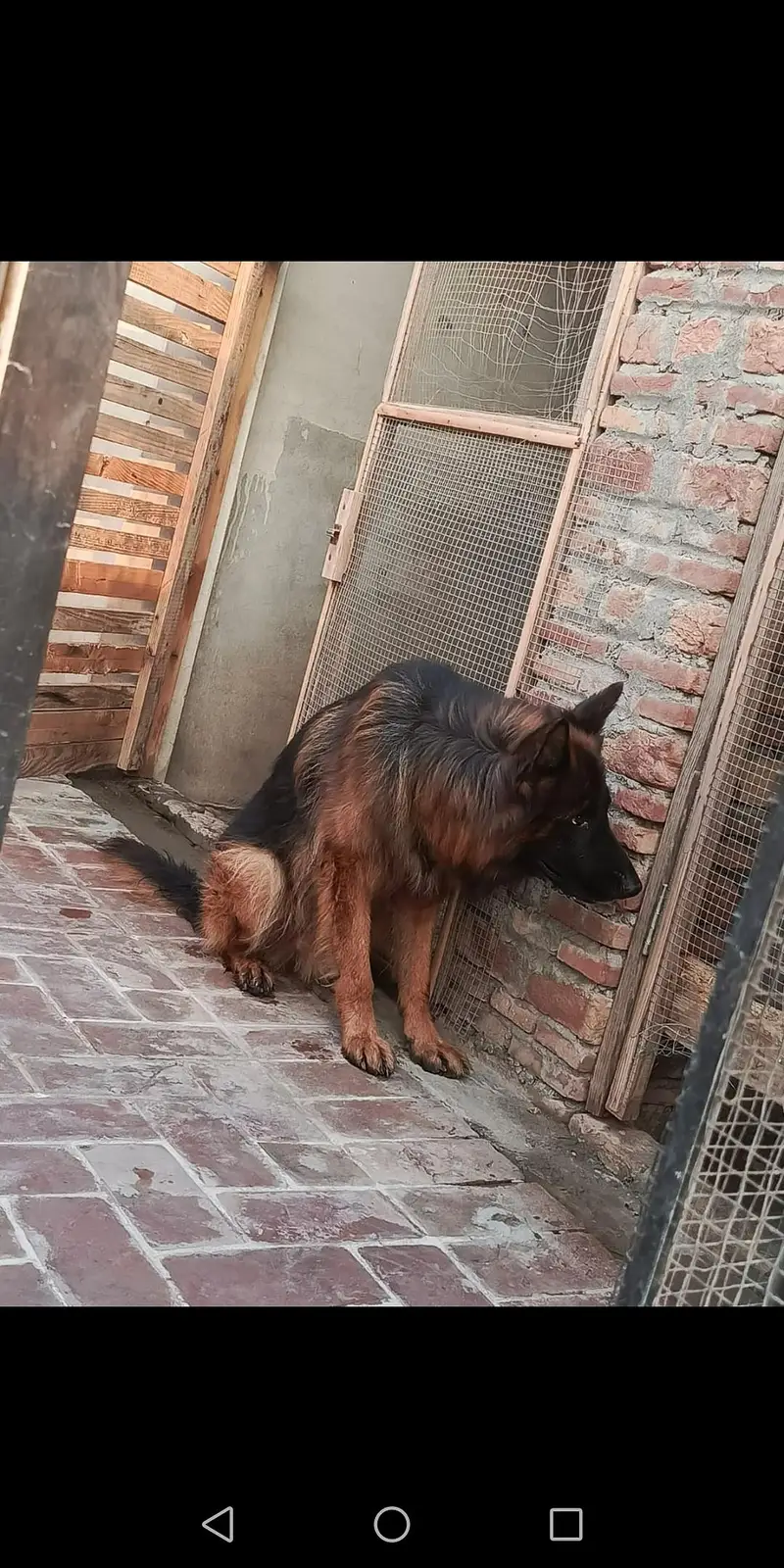 German shepherd male dark pigmentation — photo 6
