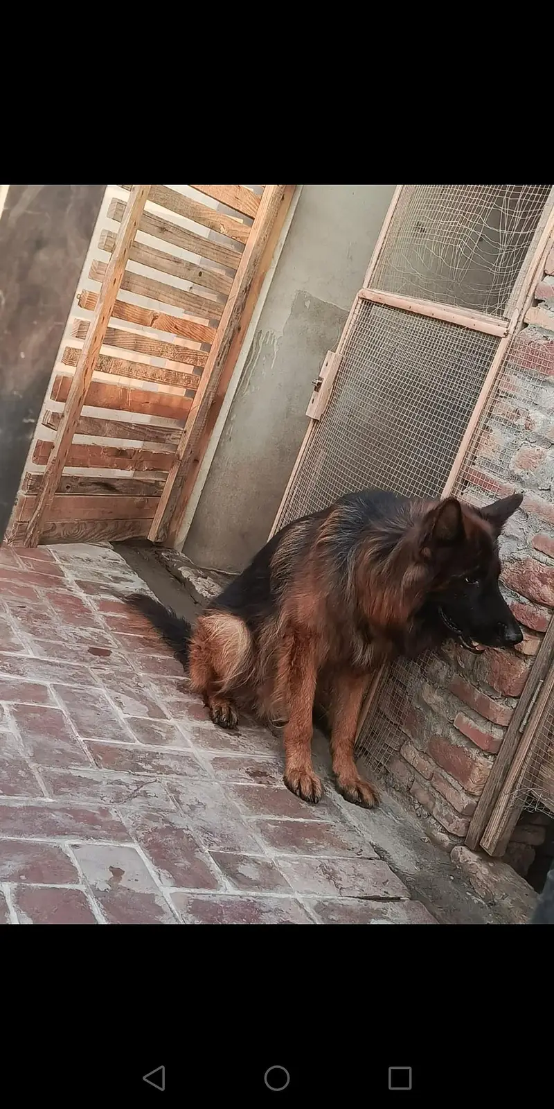 German shepherd male dark pigmentation — photo 7