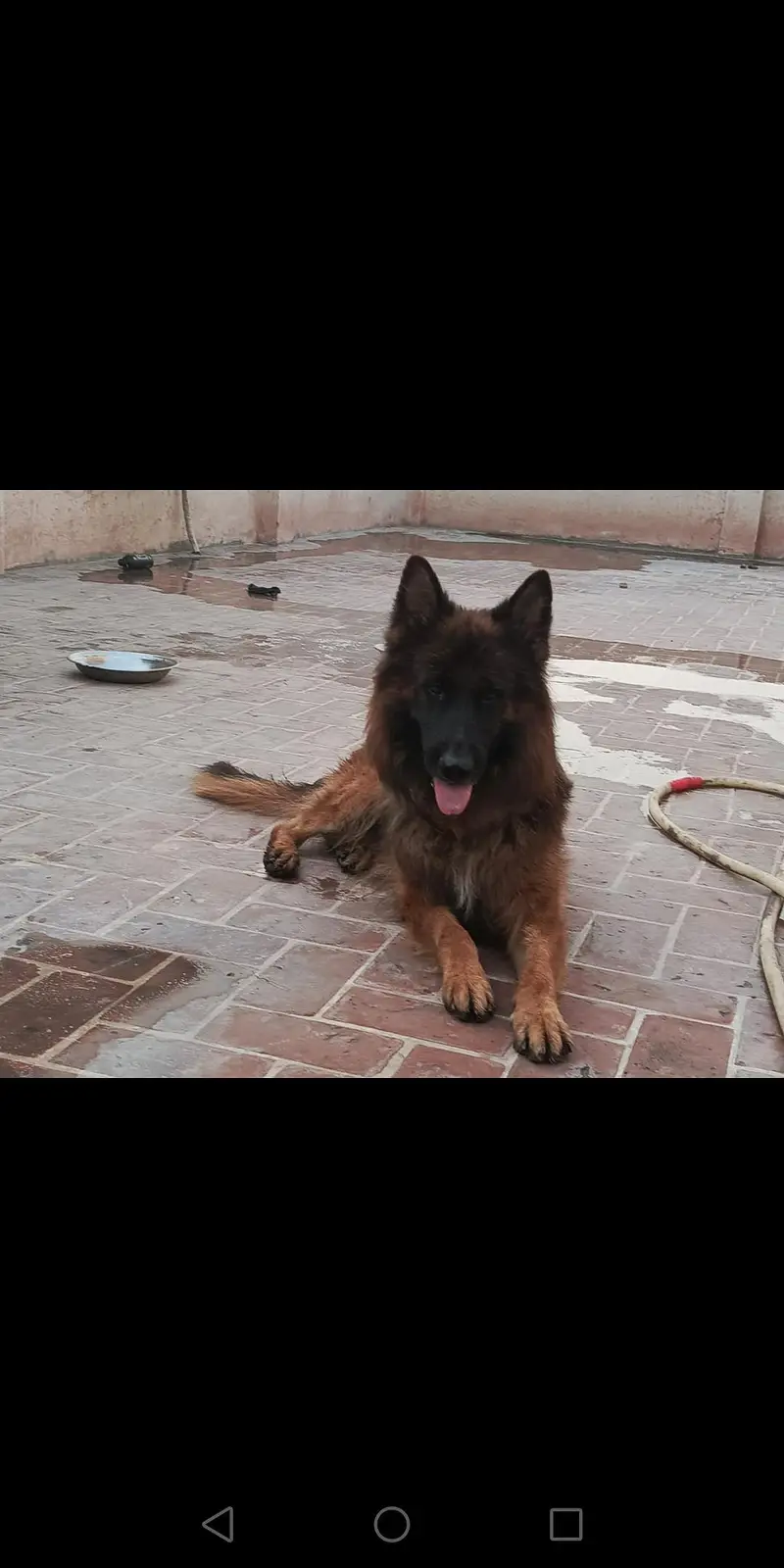 German shepherd male dark pigmentation — photo 8
