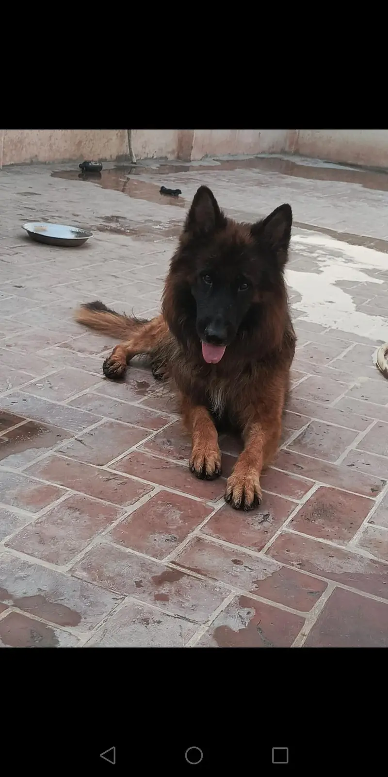 German shepherd male dark pigmentation — photo 9