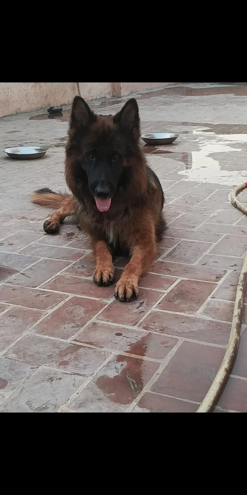 German shepherd male dark pigmentation — photo 10