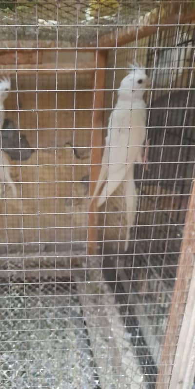 Red Eyes Breeder For Sale Multan