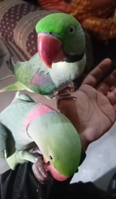 Kashmiri raw parrot for sale single and pair
