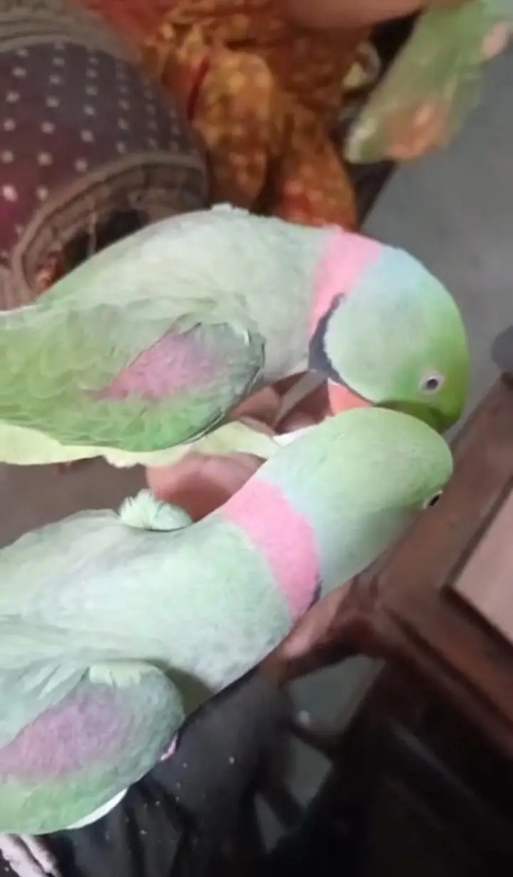 Kashmiri raw parrot for sale single and pair — photo 2