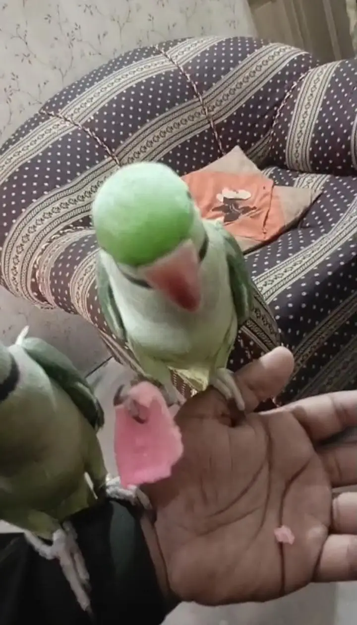 Kashmiri raw parrot for sale single and pair — photo 3