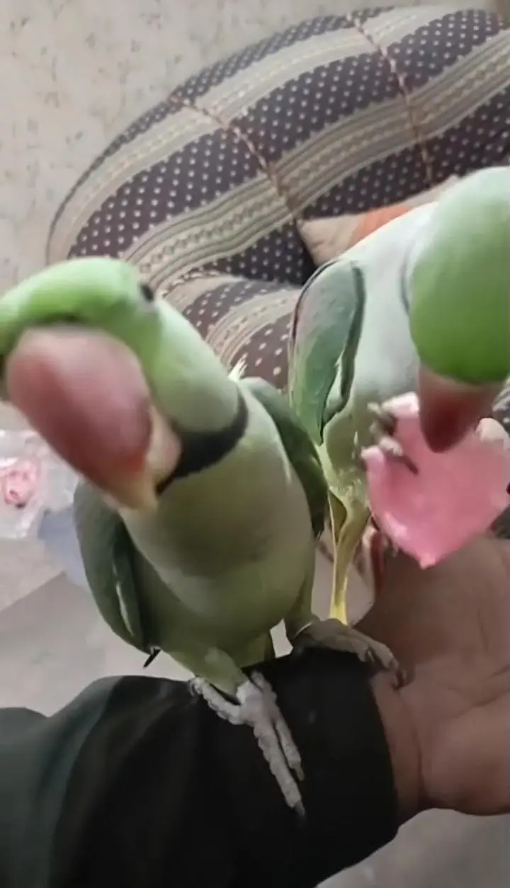 Kashmiri raw parrot for sale single and pair — photo 4