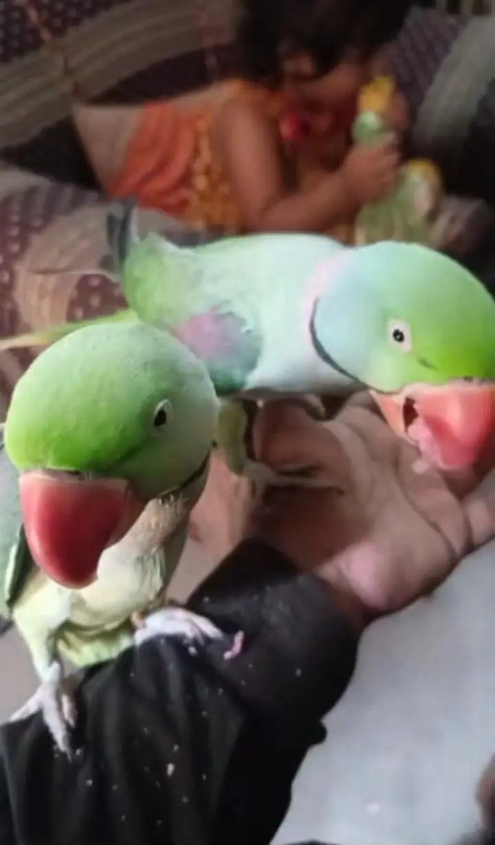 Kashmiri raw parrot for sale single and pair — photo 5