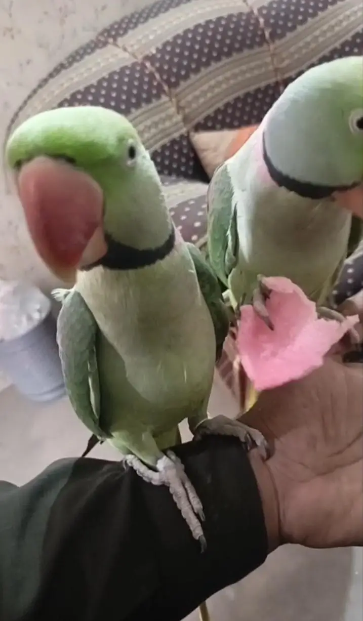 Kashmiri raw parrot for sale single and pair — photo 6