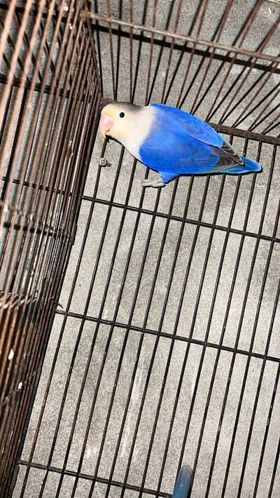 love bird breader pairs
