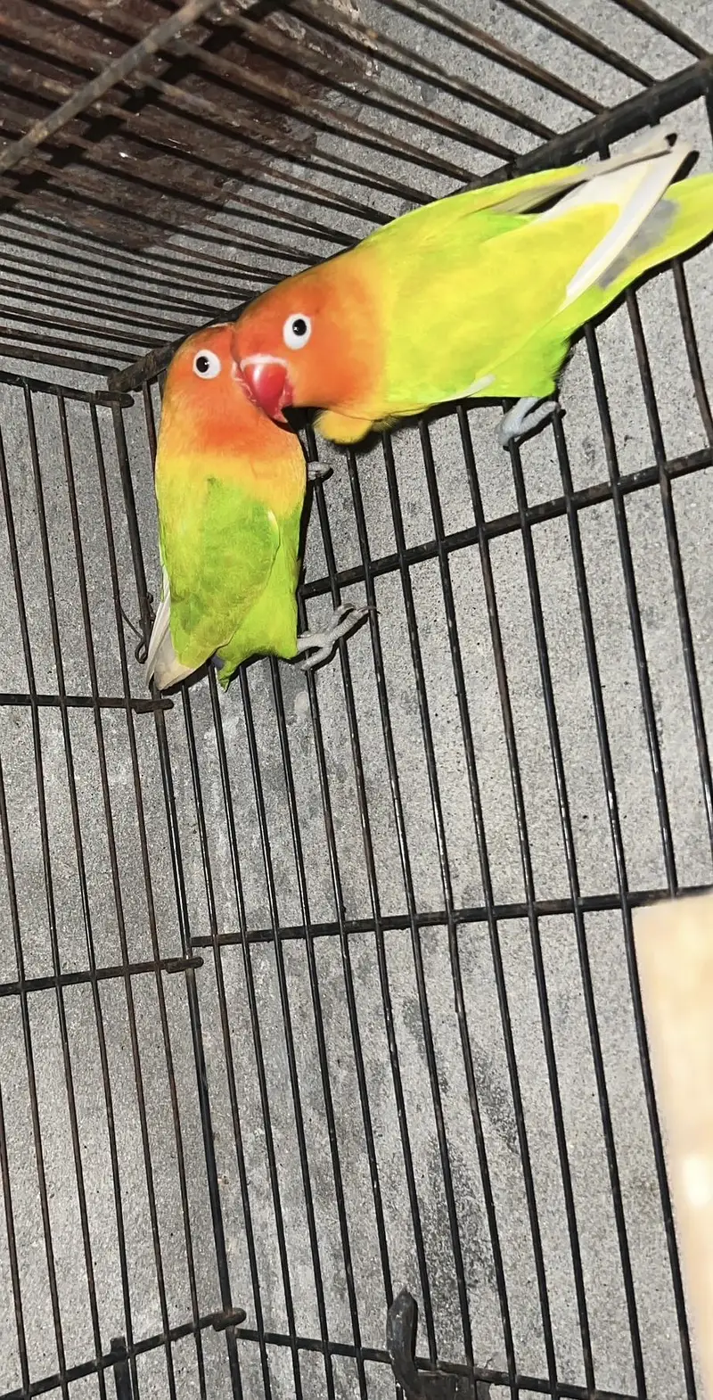 love bird breader pairs — photo 2