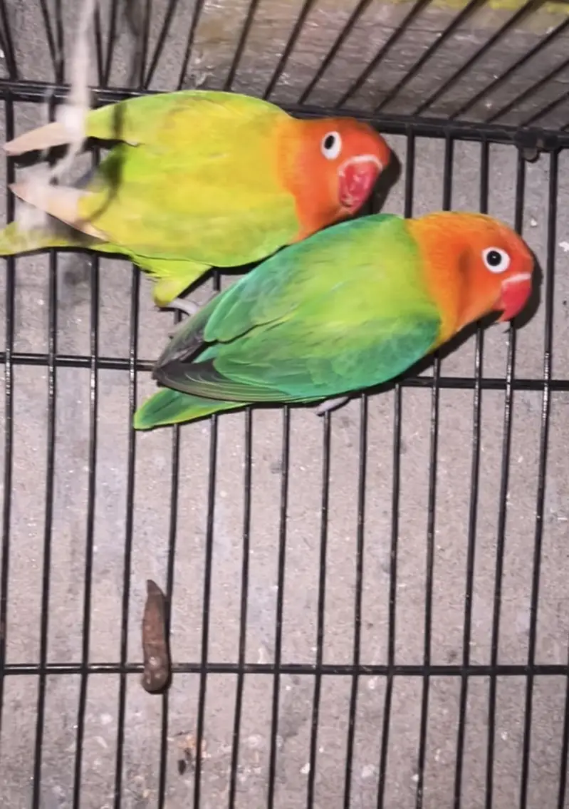 love bird breader pairs — photo 3