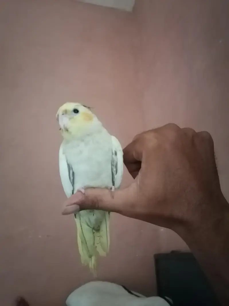 Green Fischer Lovebird and Cockatiel Pair For Sale - Healthy & Active — photo 6